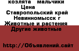 козлята - мальчики › Цена ­ 3 000 - Ставропольский край, Невинномысск г. Животные и растения » Другие животные   